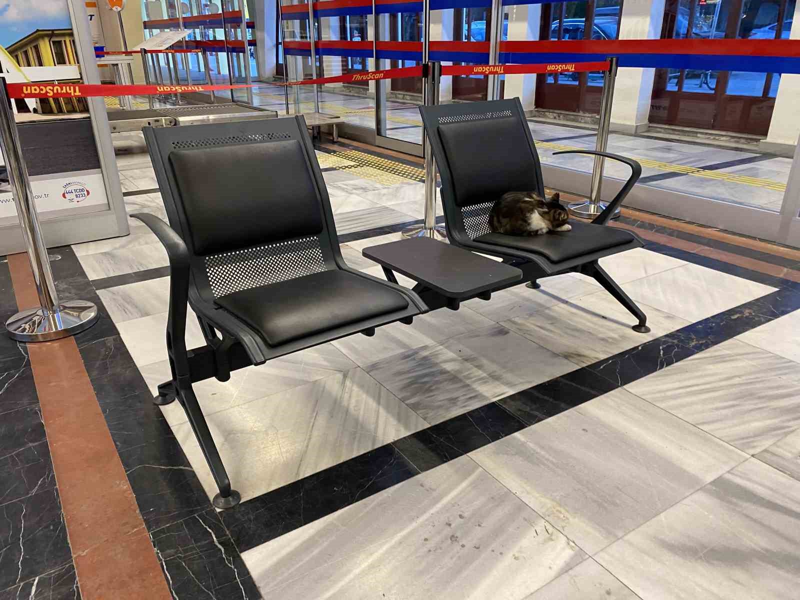 Eskişehir Tren İstasyonu’nun müdavim kedileri
