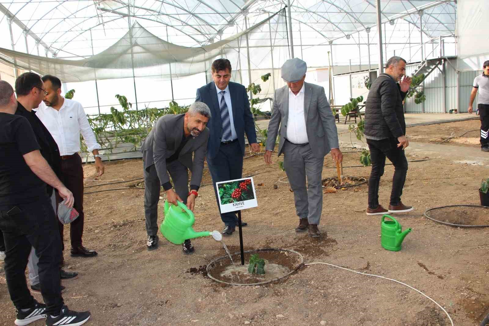 Kahve sadece adıyla değil üretimiyle de Türk olacak