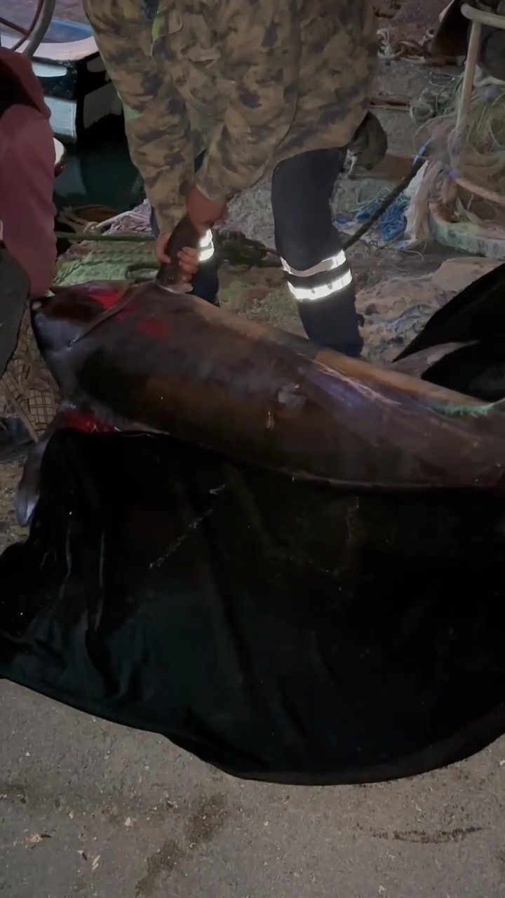 Akdeniz’de oltasına takılan dev kılıç balığı 115 kilogram geldi