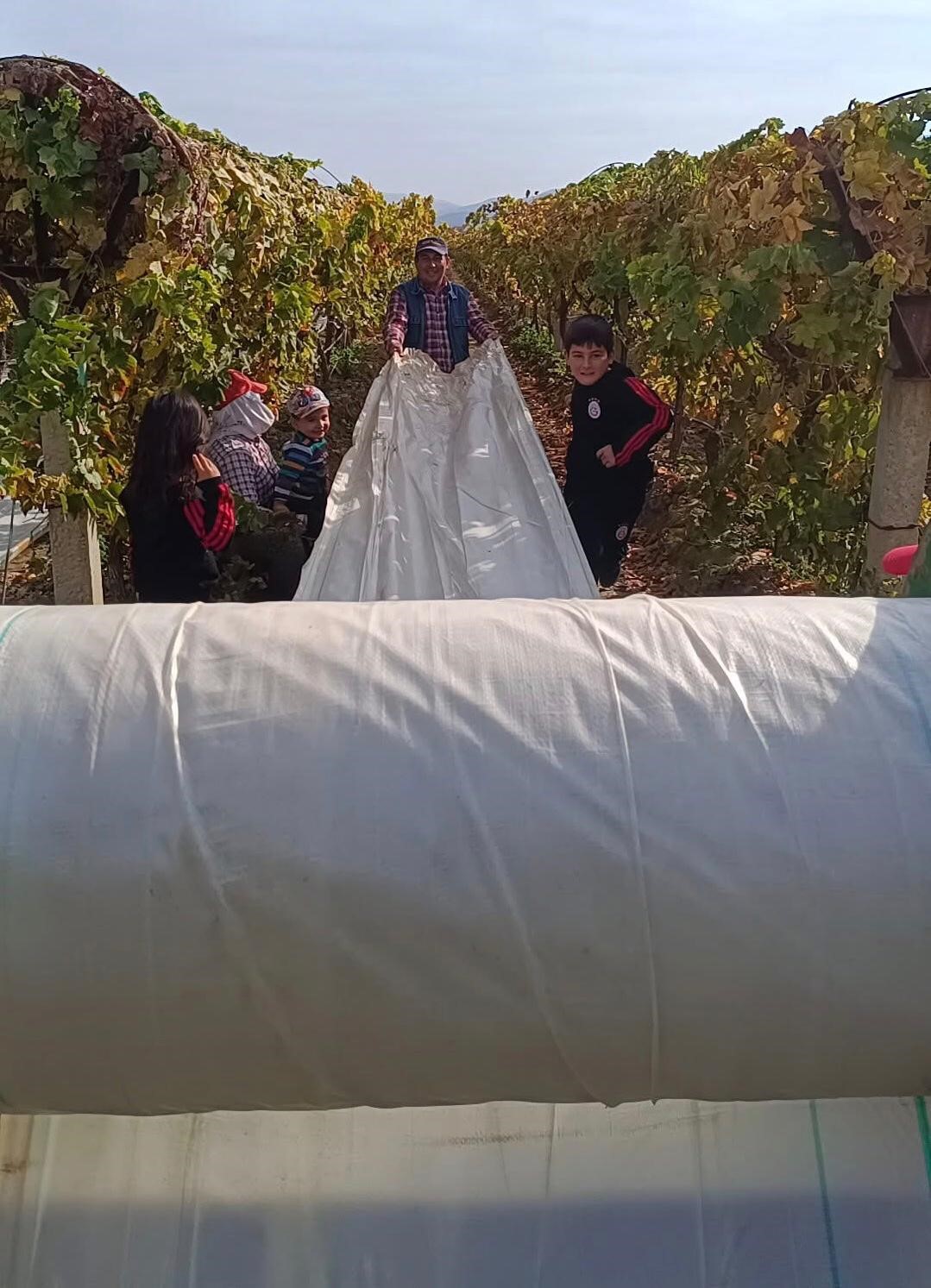 Sarıgöl’de örtü toplama işlerinde yoğunluk