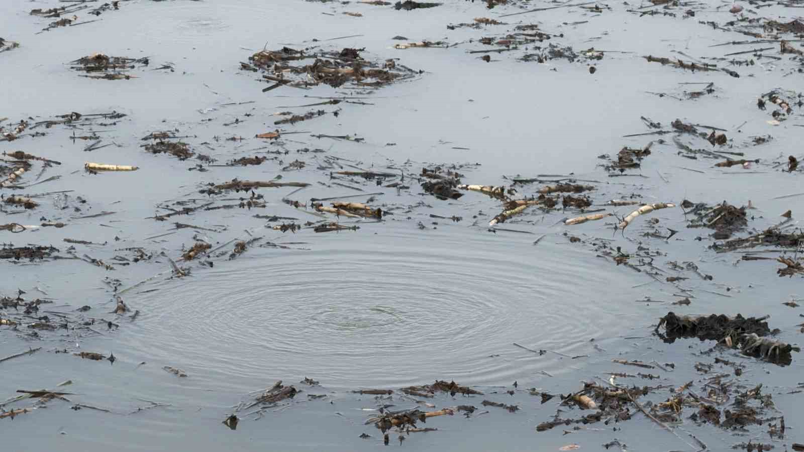 Sapanca Gölü’nden sonra bir korkutan görüntü de Efteni Gölü’nde oluştu