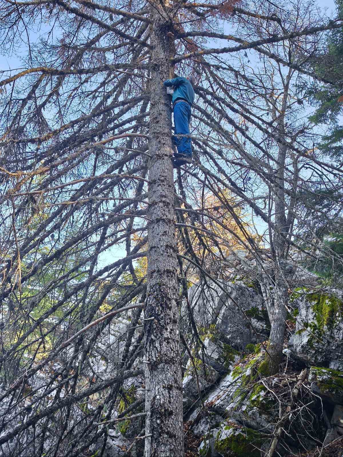 Mantar avcılarının ağaç tepelerinde tehlikeli avı
