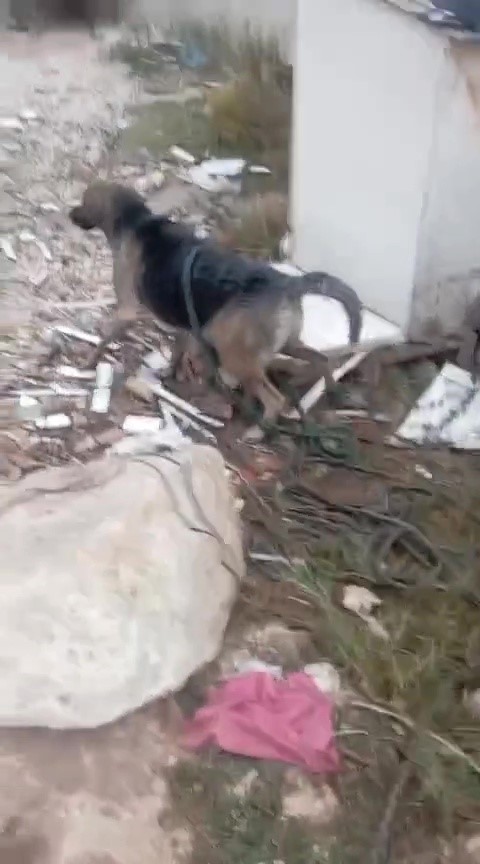 Foseptik çukuruna düşen köpeği itfaiye kurtardı