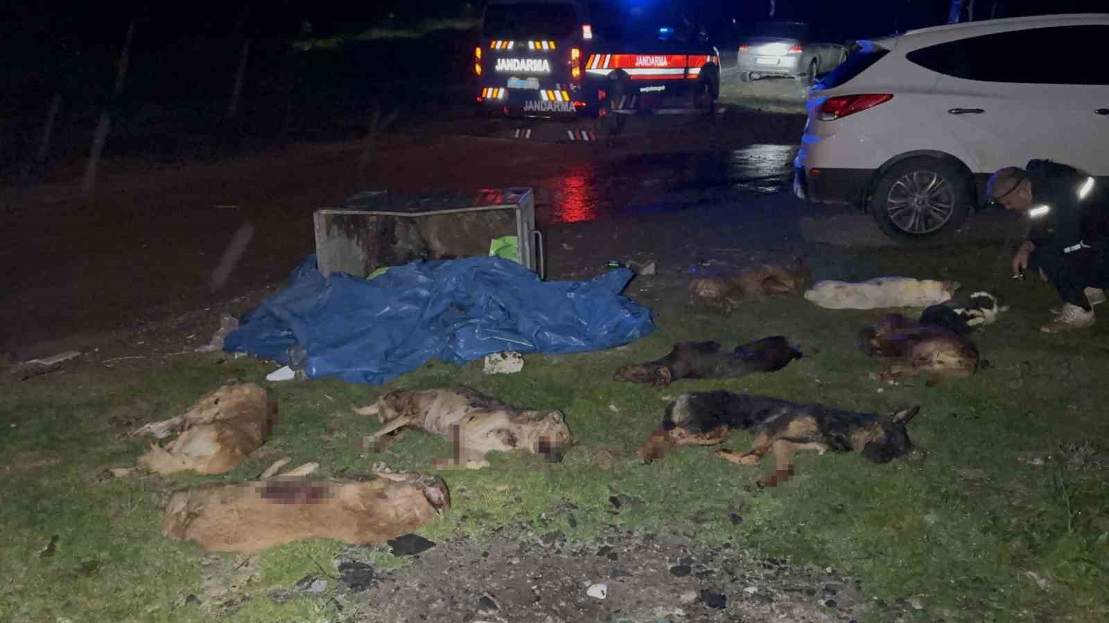 Samsun’da çöp konteynerinde 9 telef olmuş köpek bulundu