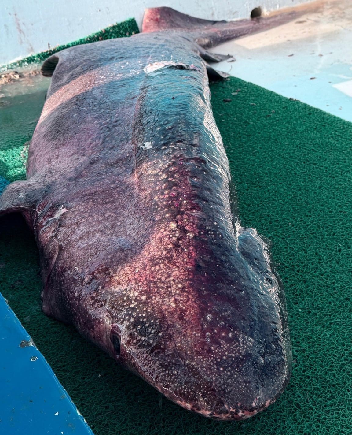 Yalova açıklarında 4 metre uzunluğunda köpek balığı ağa takıldı
