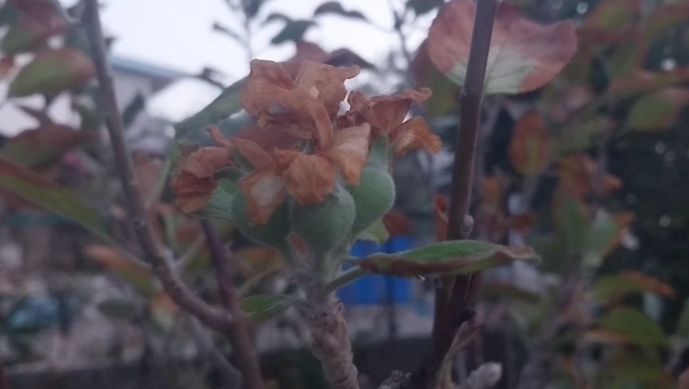 Kasım ayında elma ağacı çiçek açıp meyve verdi