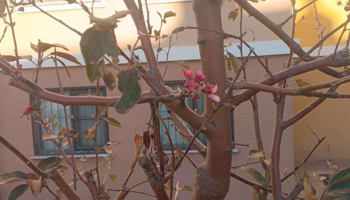 Geçen yıl kuruyan ağaçlar kasım ayında çiçek açtı
