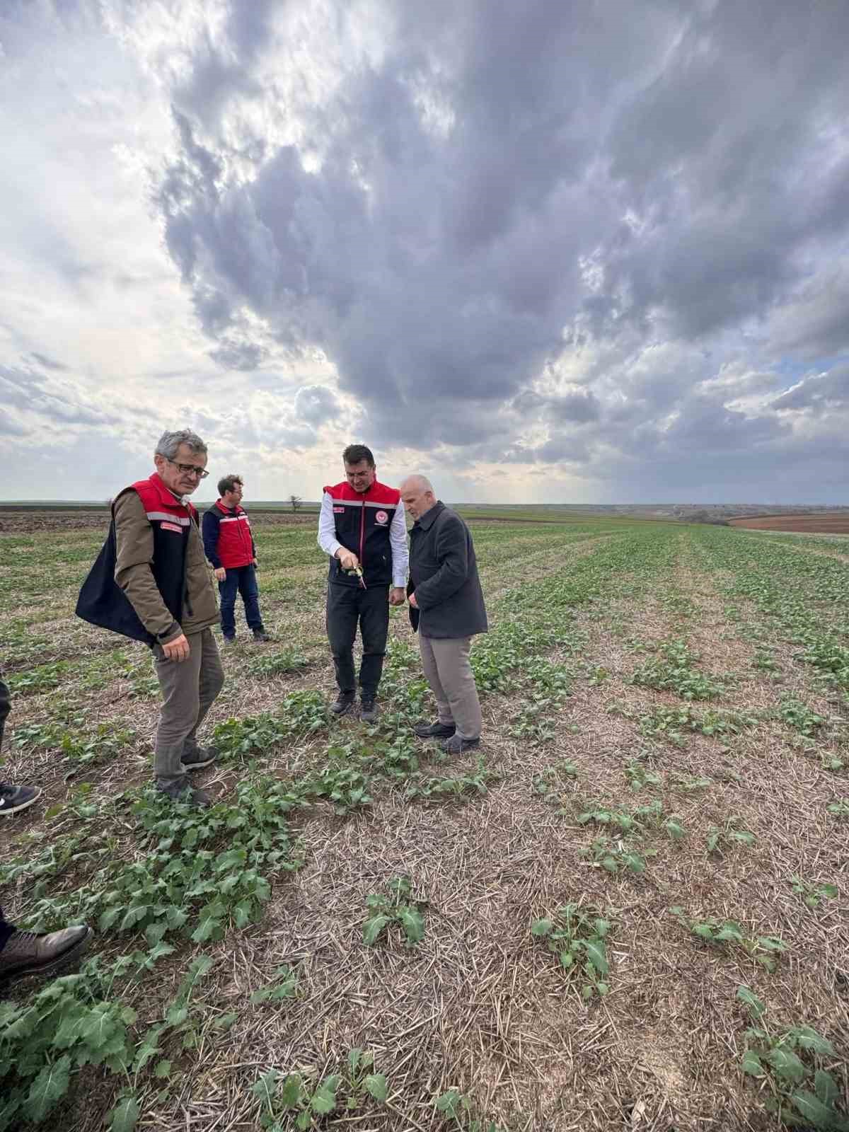 Tekirdağ’da anıza kanola ekimi
