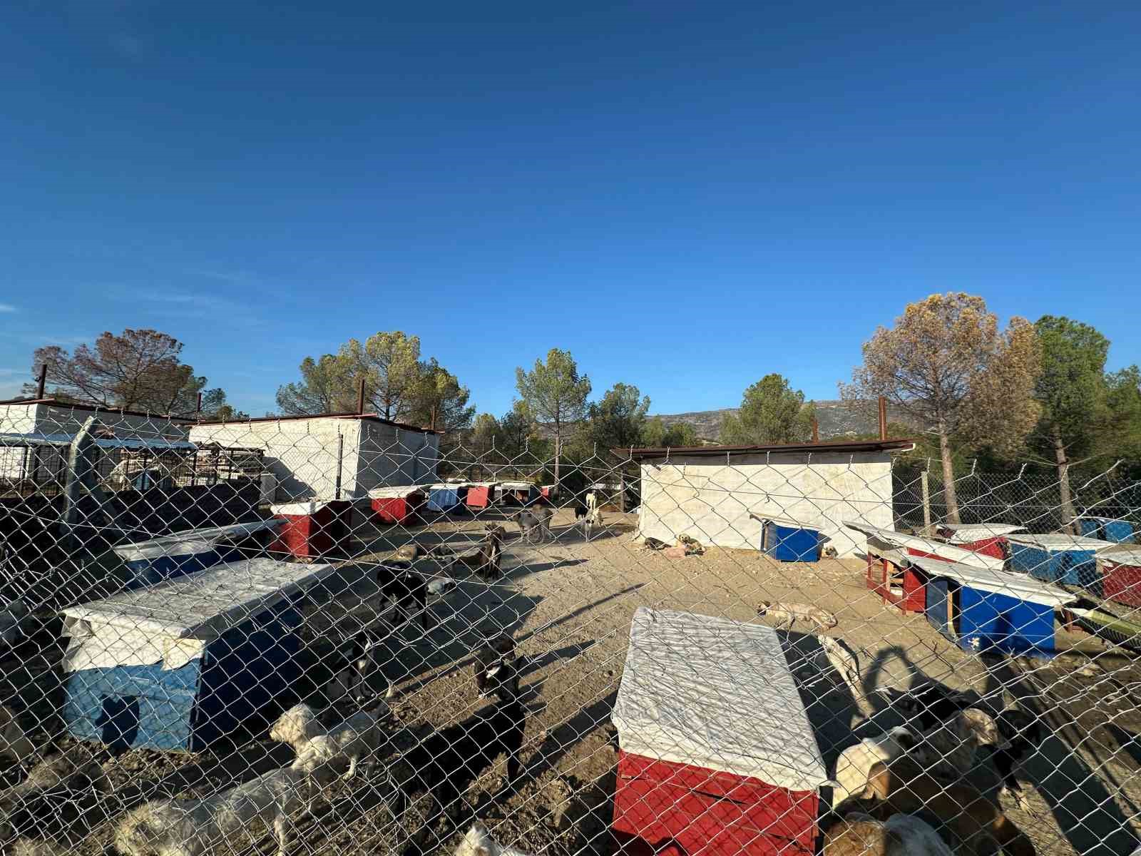 Sarıgöl’de hayvan bakım hizmetlerine yakın takip
