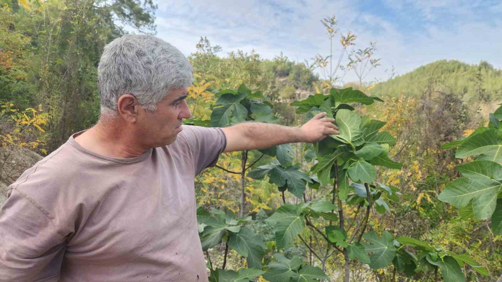 Mevsimi şaşıran incir ağaçları meyve verdi
