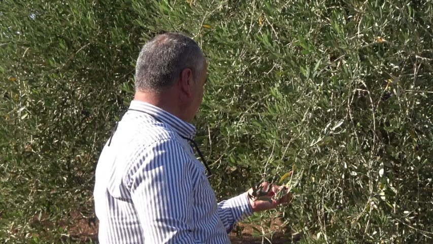 İdil’de zeytini don vurdu