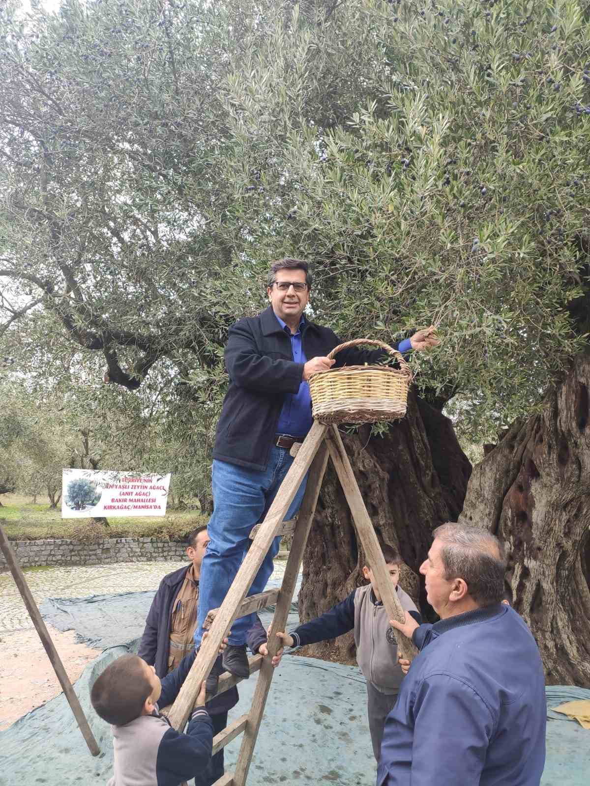 Dünya zeytin ağacı günü Manisa’da buruk geçti
