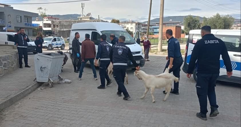 Germencik’te başıboş keçiler toplandı
