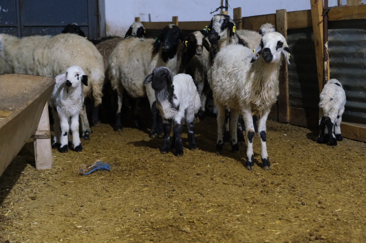 Erzincan’da yılın ilk kuzuları doğdu: Üreticilerin umudu tazelendi
