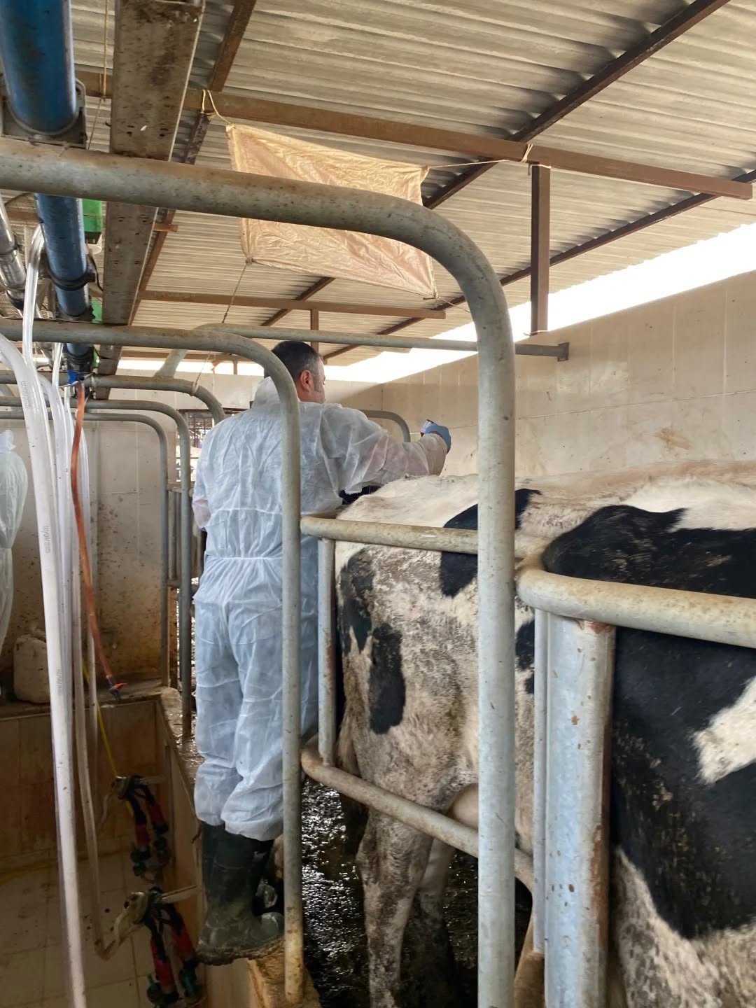 Aydın’da şap hastalığına karşı 565 bin 687 doz aşı uygulandı