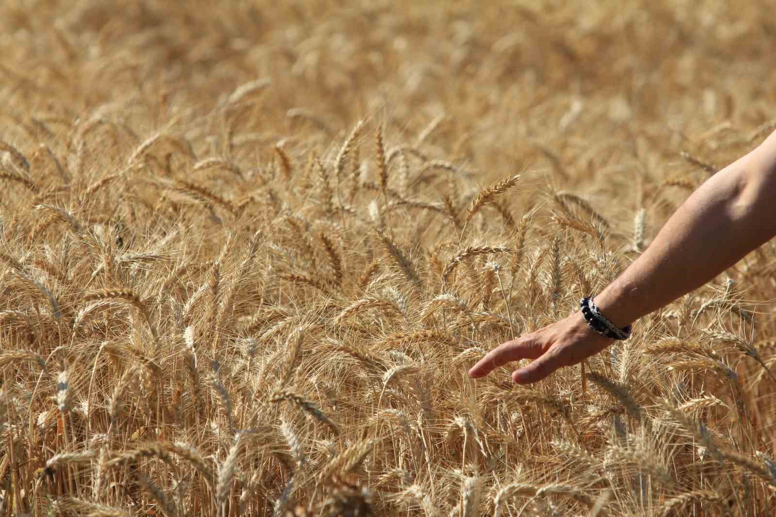 Küresel tahıl üretiminde 105 milyon tonluk rekor artış bekleniyor
