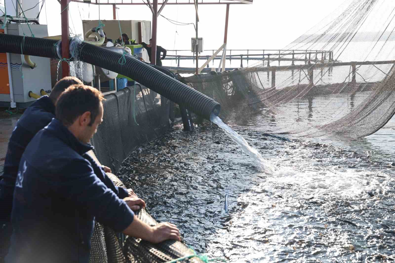 Bozkırda Türk somonu üretim başarısı
