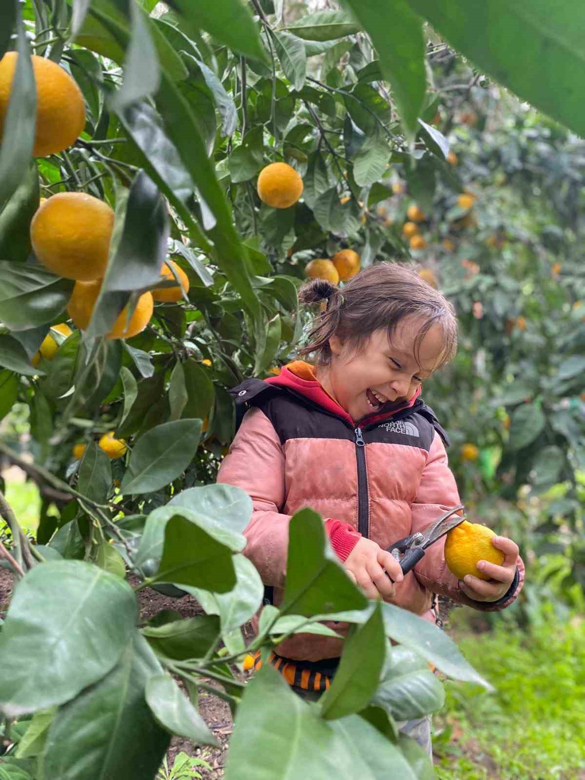 Havran Mandalinası’nda hasat vakti
