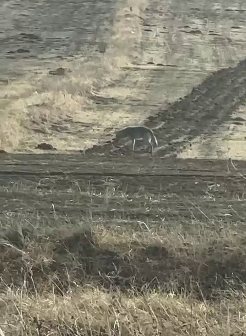 Kurtlar yerleşim yerlerine dadandı, uzmanı "Doğa insanı uyarıyor" dedi
