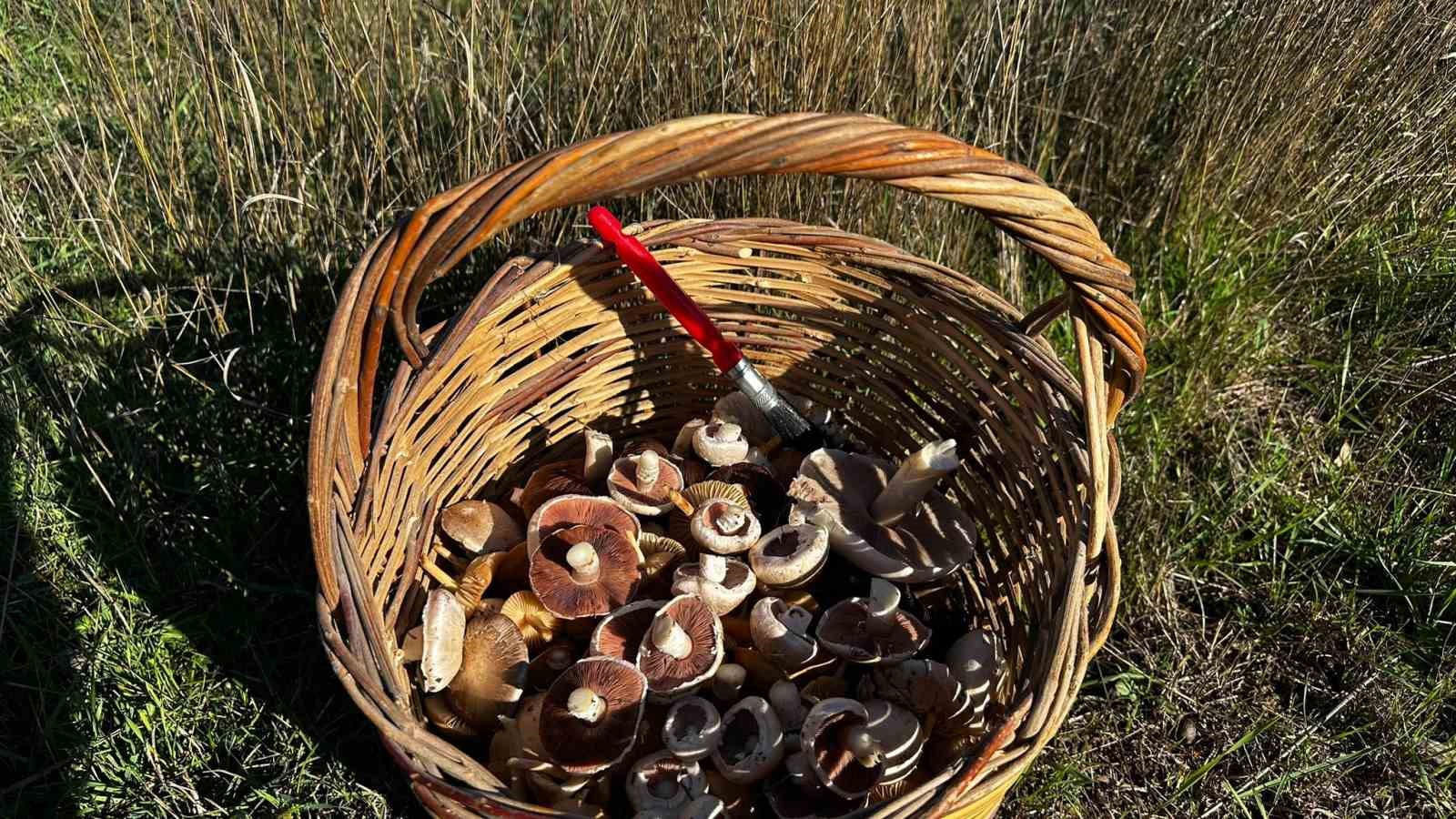 Halk Sağlığı Uzmanı Dr. Koçoğlu doğada yetişen mantarlara dikkati çekti
