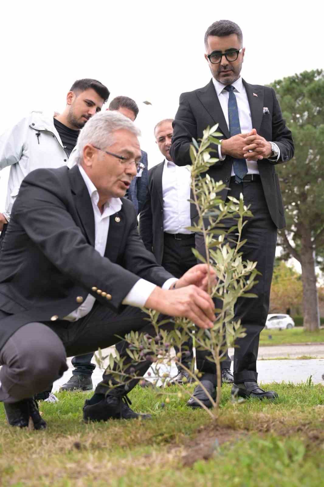 Kar Spor İda Ultra öncesinde zeytin fidanları toprakla buluştu
