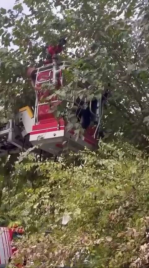 Ağaçta mahsur kalan kediyi kurtarmak için seferber oldular
