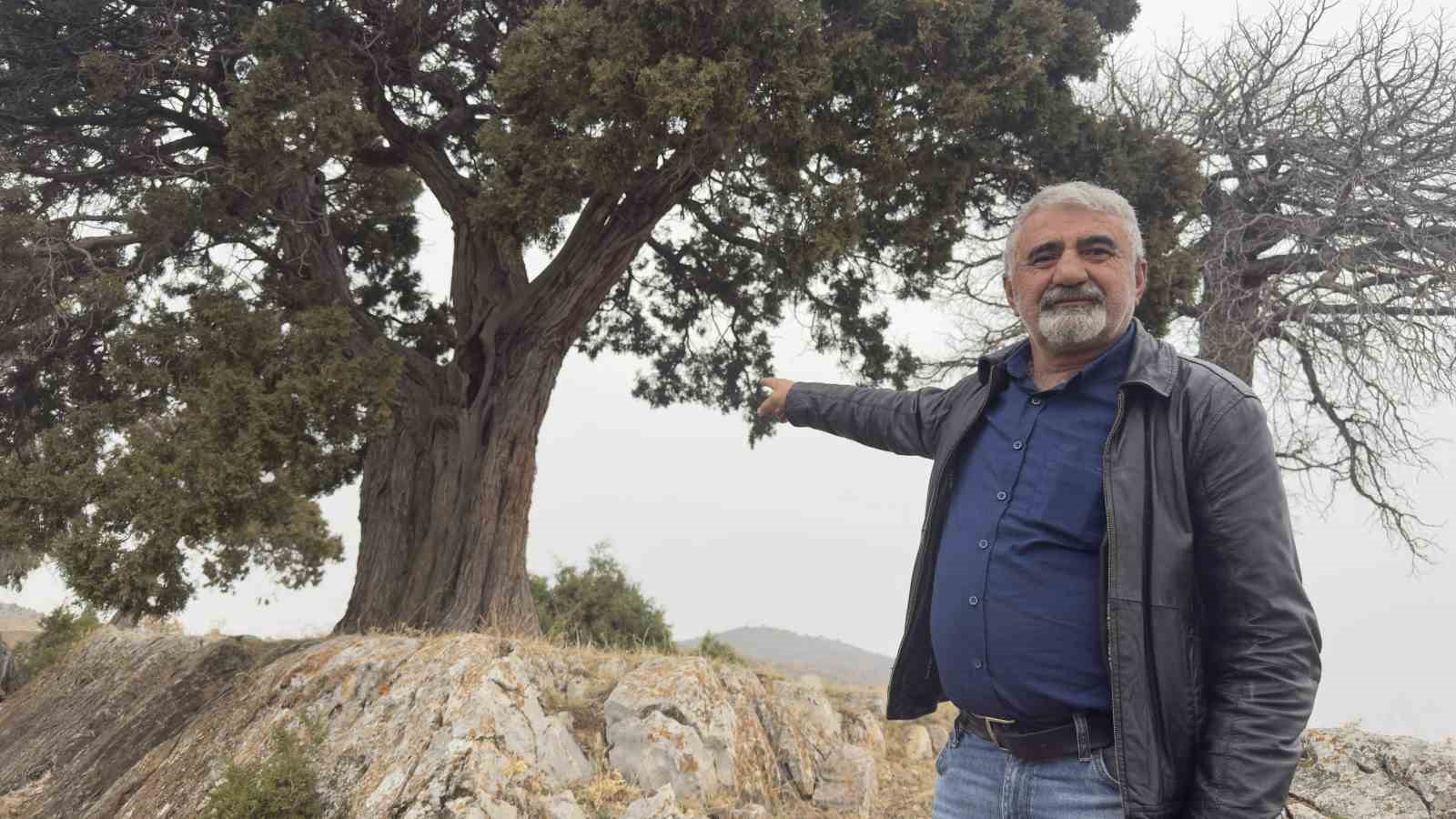 Köy halkı 508 yaşındaki ardıç ağacının tescilini istiyor
