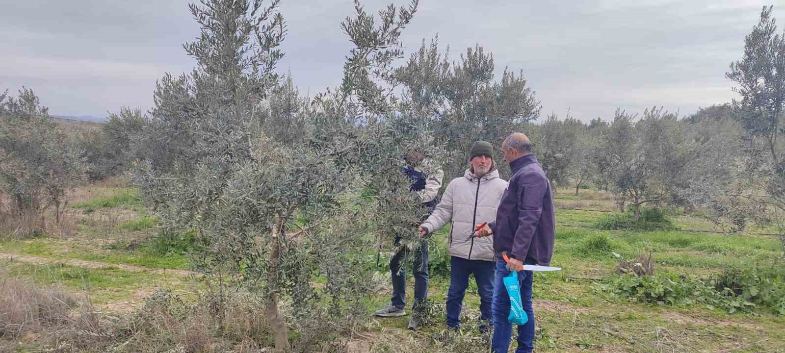 Salihli’de ücretsiz zeytin budama kursu başlıyor
