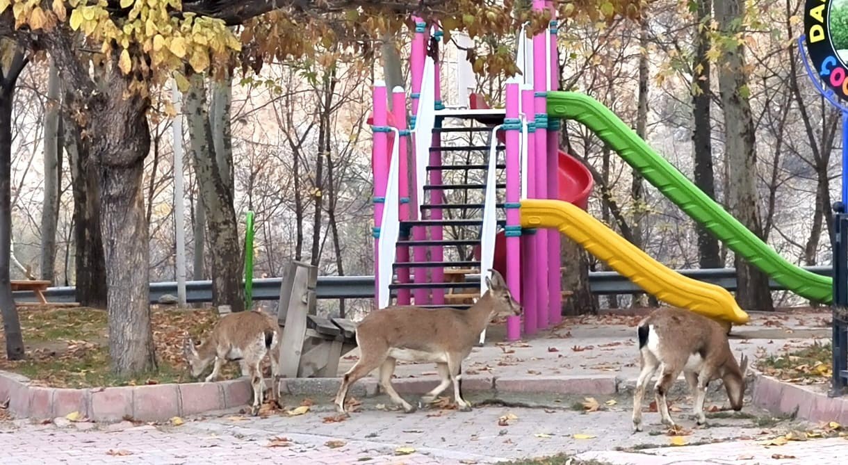 Çocuklar okula gidince, çocuk parkı yaban keçilerine kaldı
