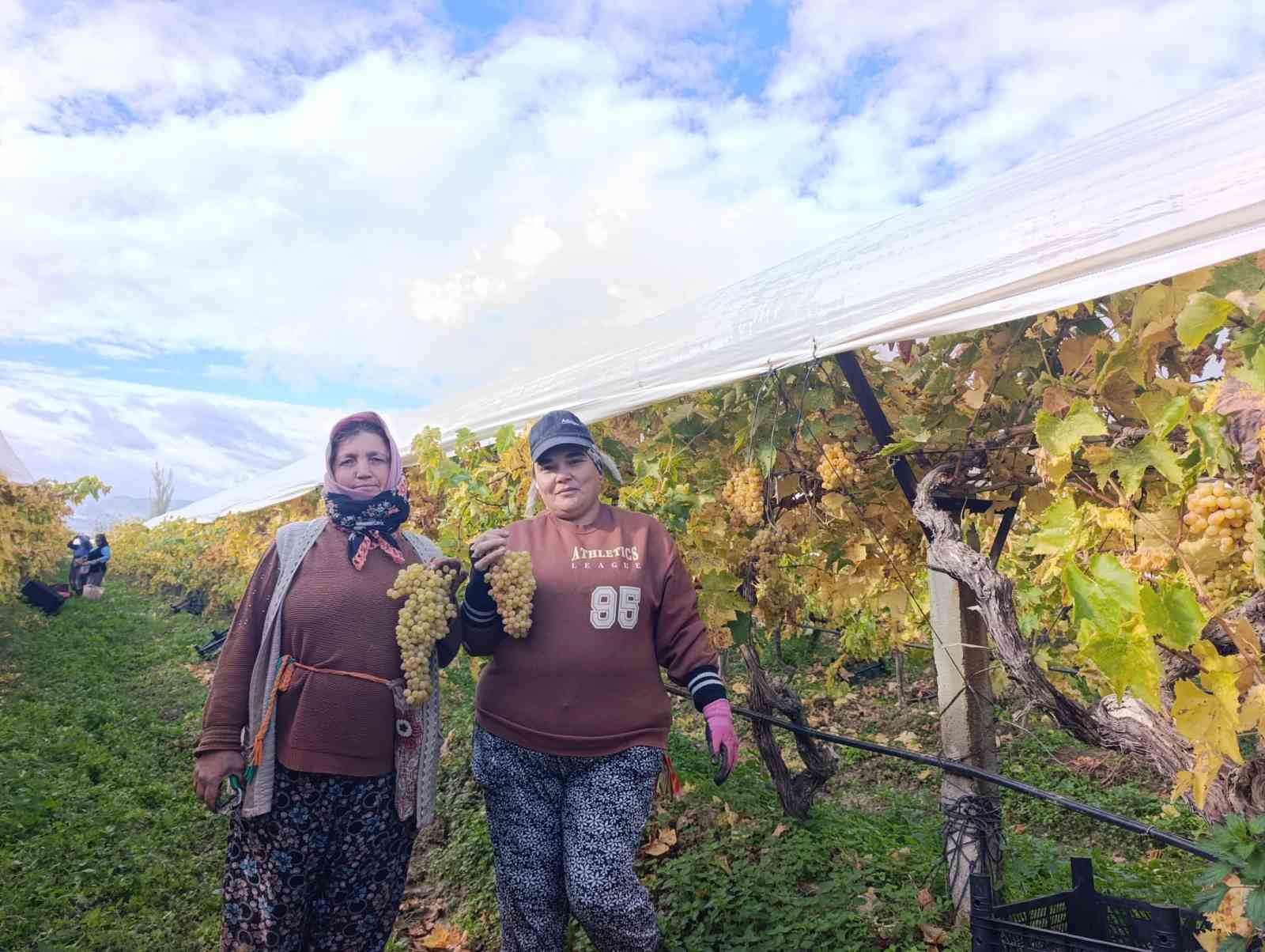 Sarıgöl’de üzüm kesimi aralık ayında da sürüyor
