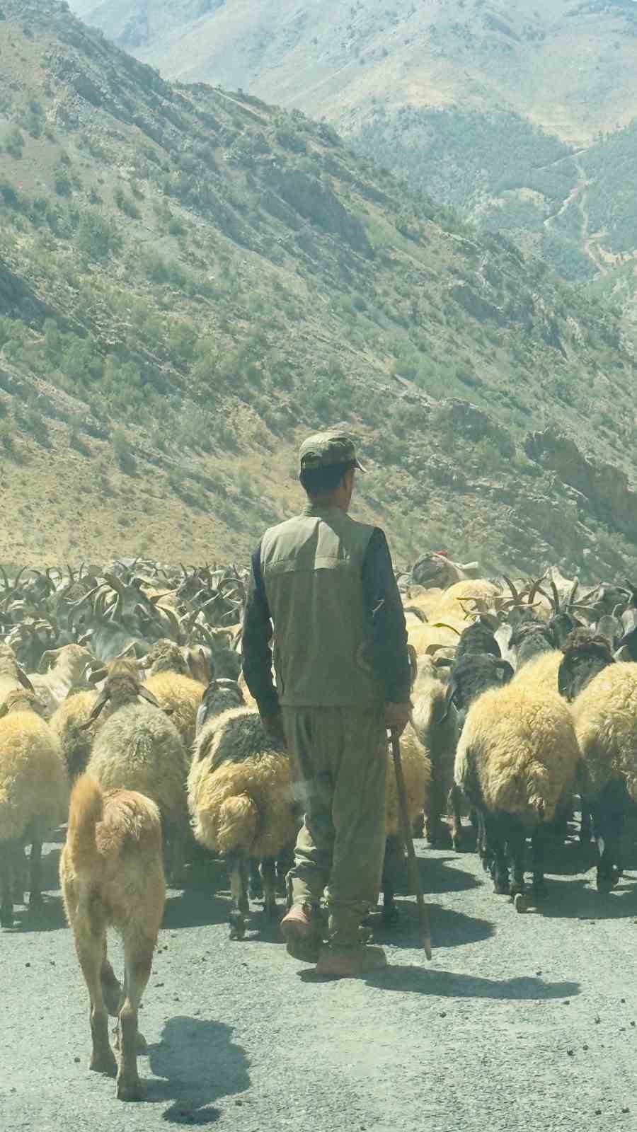 Şırnak’ta 1 milyonun üzerinde küçükbaş, yaylalardan ovalara iniyor