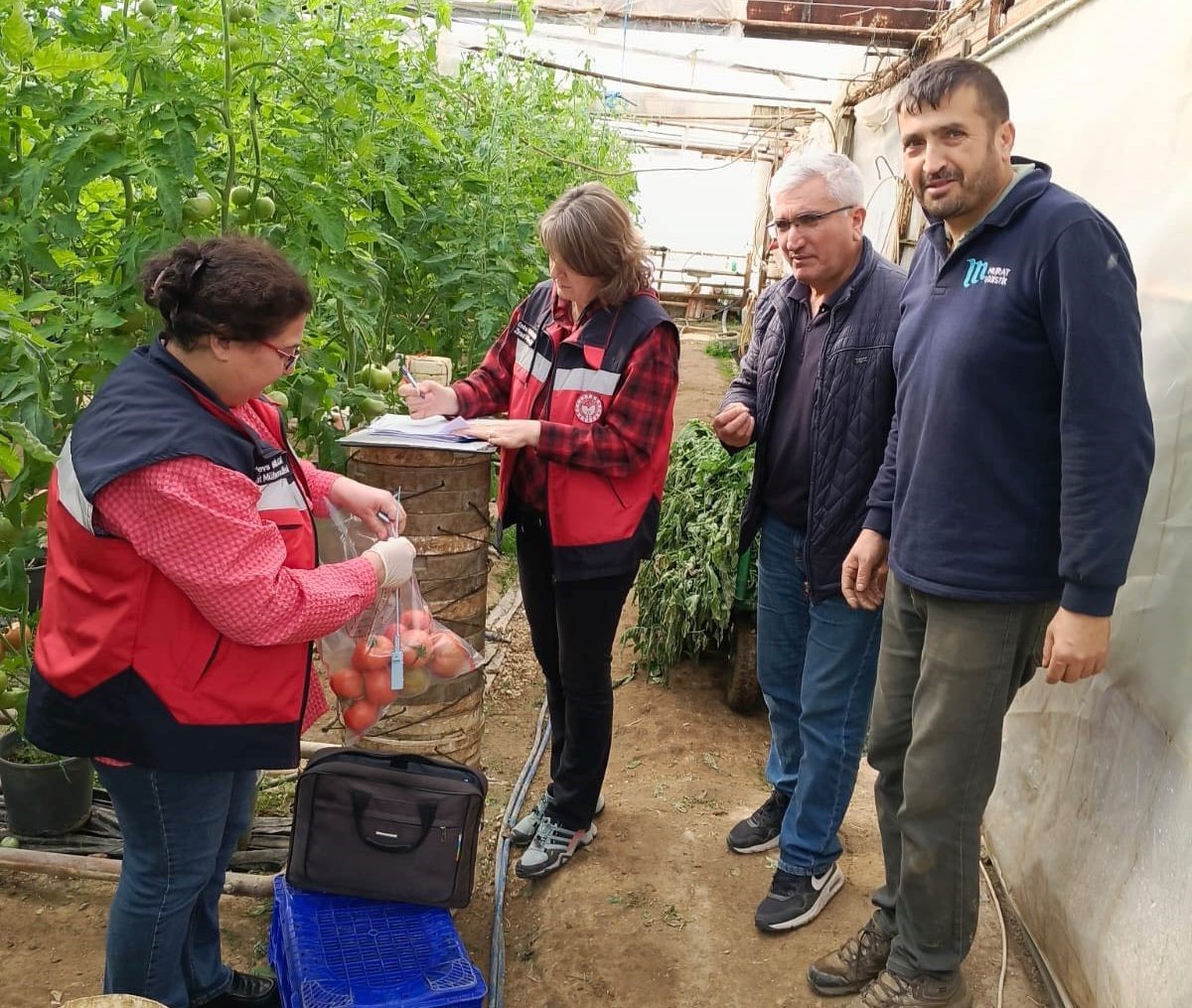 Simav’daki sera alanlarından pestisit denetimi için domates numunesi alımı