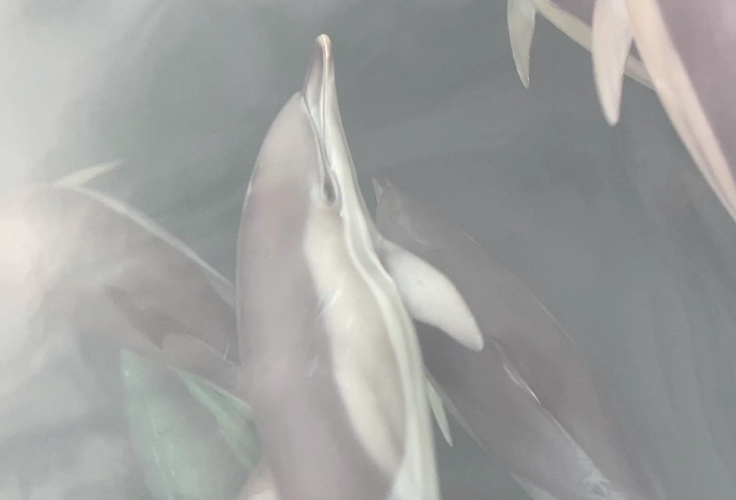 Ordu’da yunusların balıkçı tekneleriyle yarışması görsel şölen oluşturdu