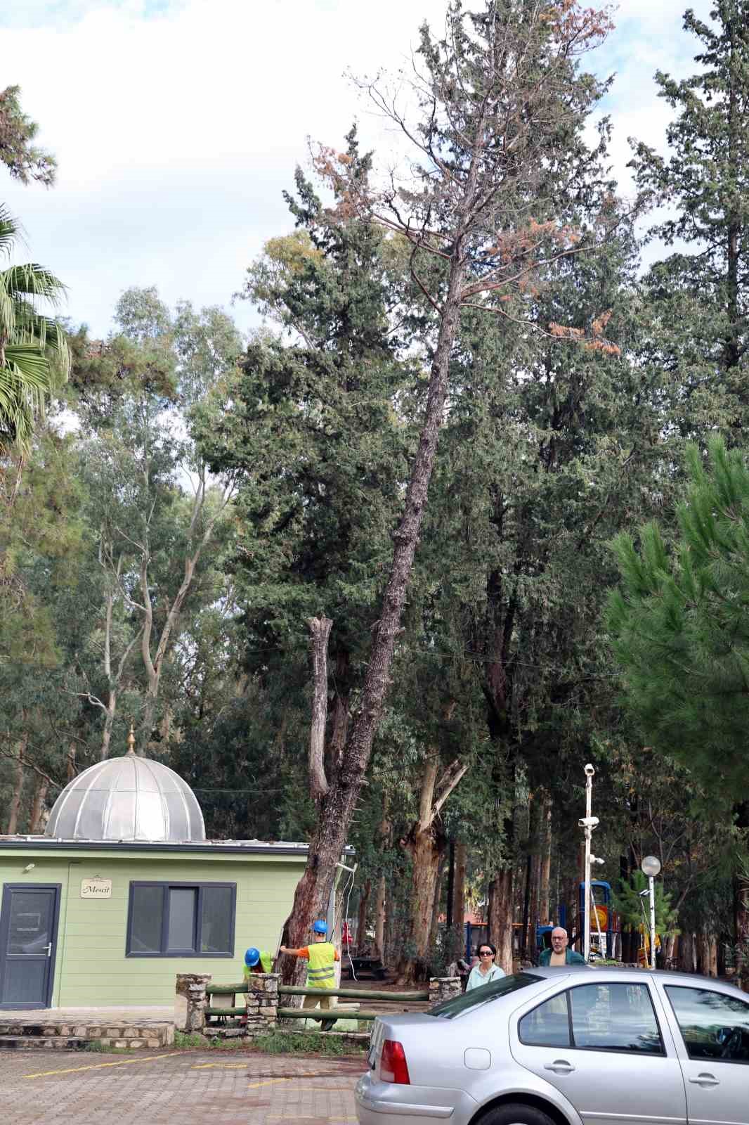 Kuruyan, risk oluşturan ve devrilen ağaçlar tespit ediliyor
