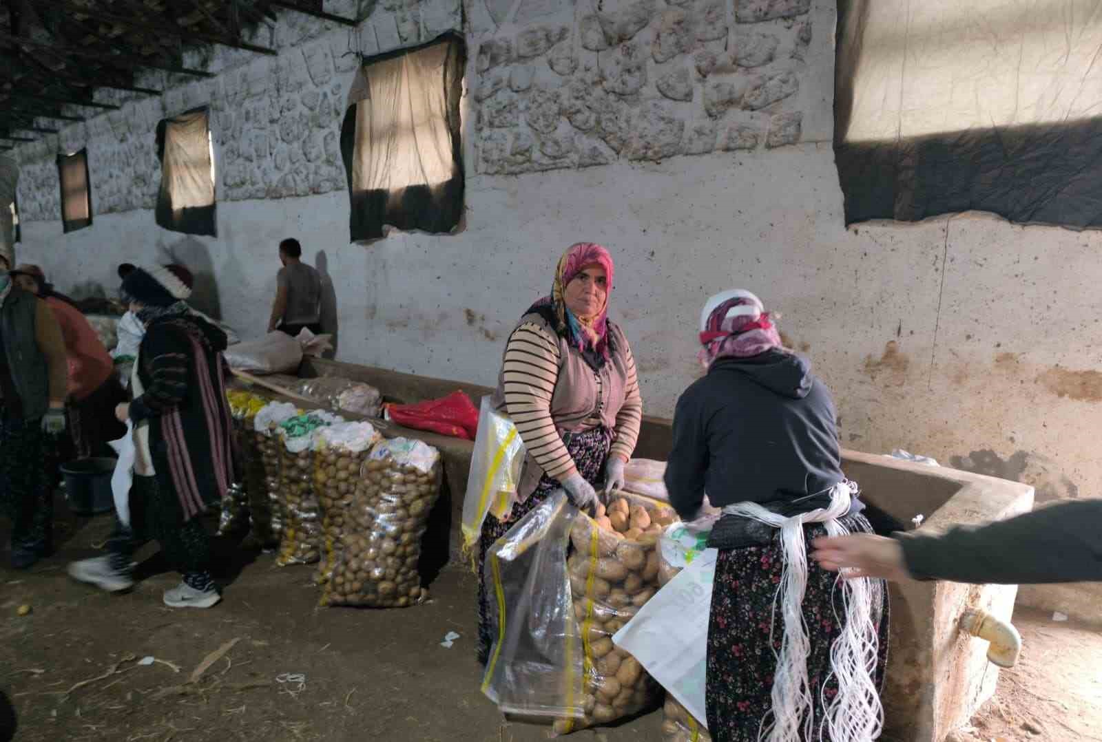 Hasadı biten patateste depolama süreci başladı
