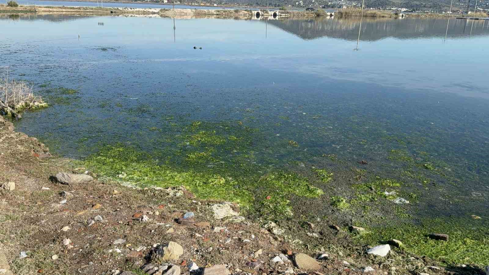 Tuzla Sulak Alanı flamingolarla renkleniyor