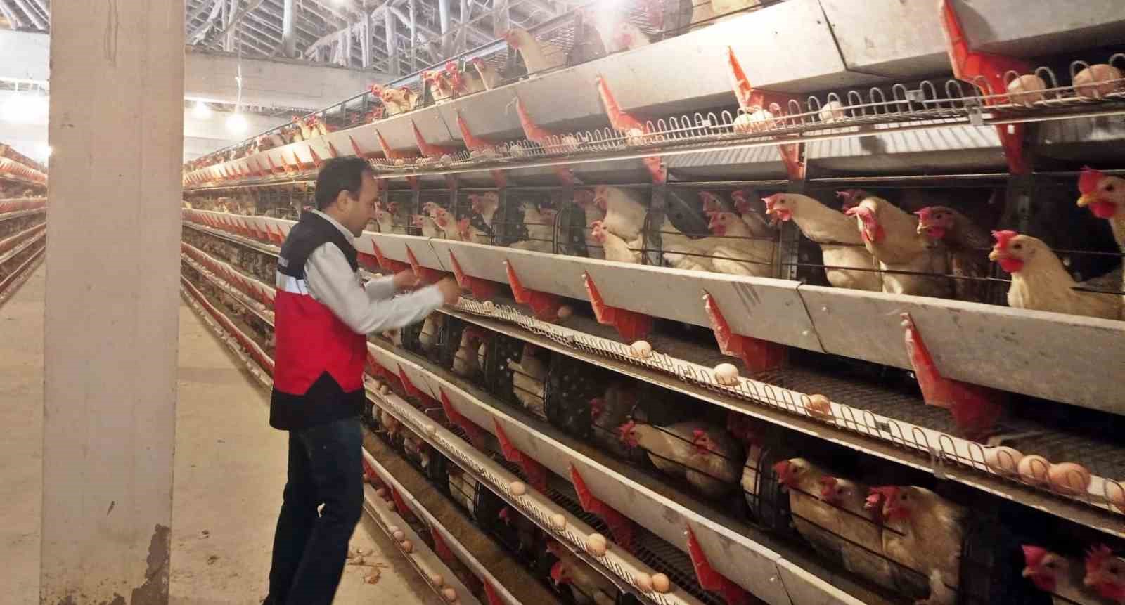 Simav’da 12 bin tavuk kapasiteli işletmeye yumurta paketleme faaliyeti için onay belgesi
