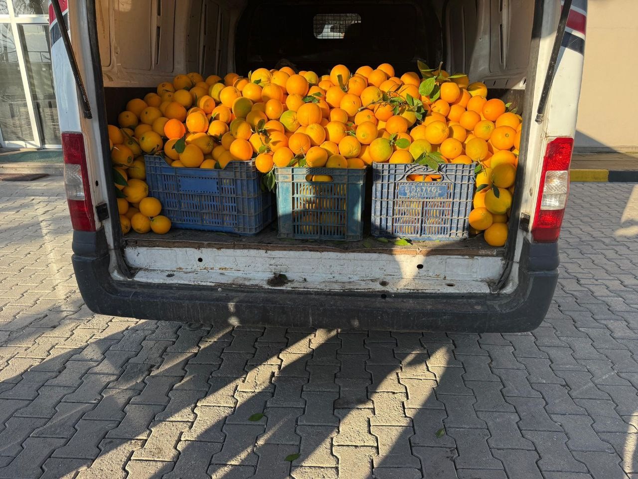 Portakal hırsızları suçüstü yakalandı
