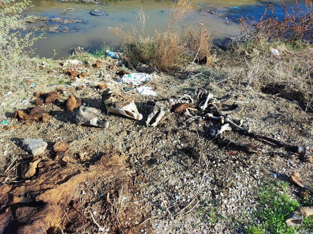 Adana’da dere yatağına yine at ve eşek kalıntıları atıldı: Mahalle sakinleri tepki gösterdi