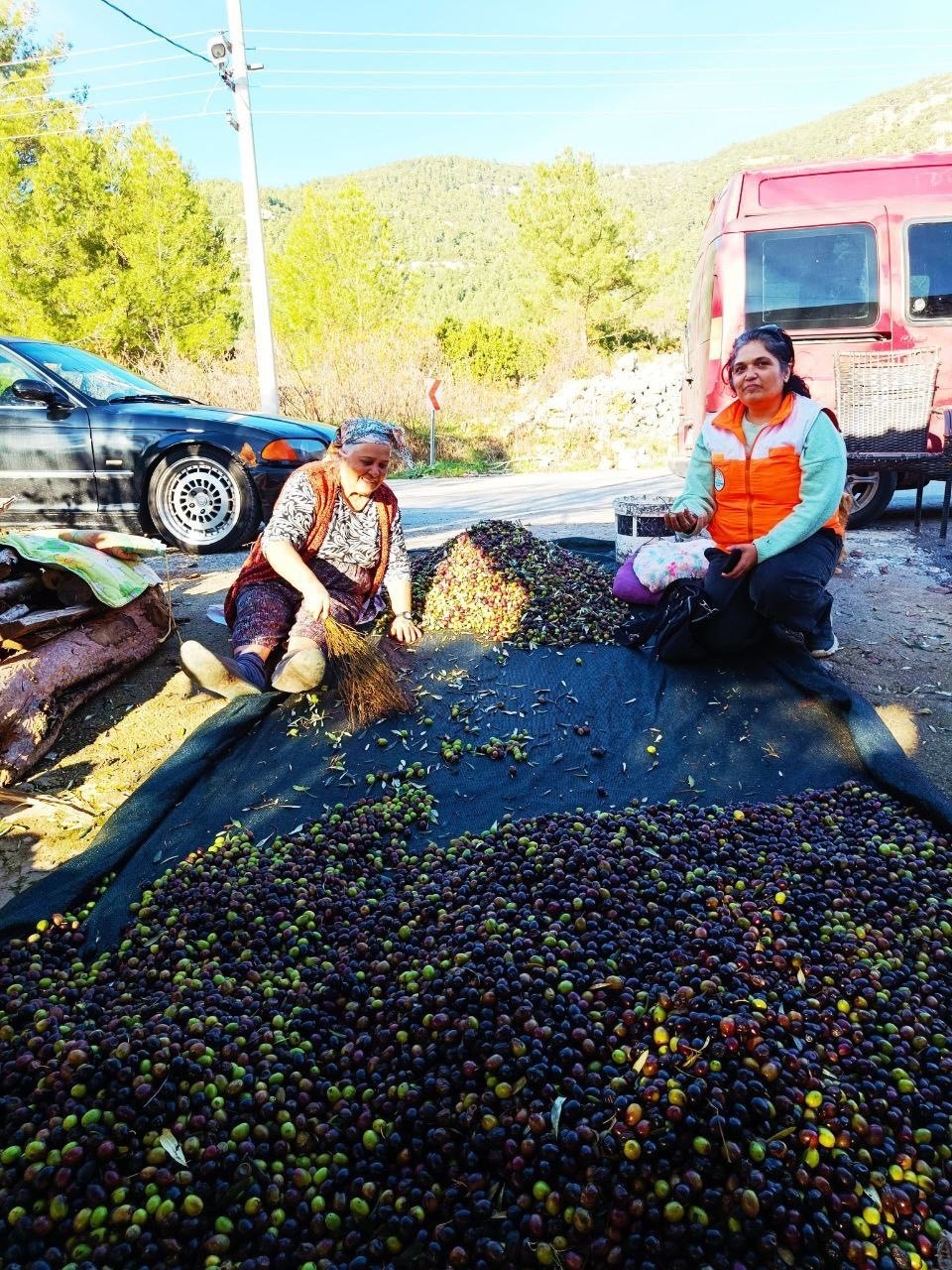 Menteşe’de zeytin üreticilerine yönelik kapsamlı bilgilendirme ve kontrol çalışmaları sürüyor
