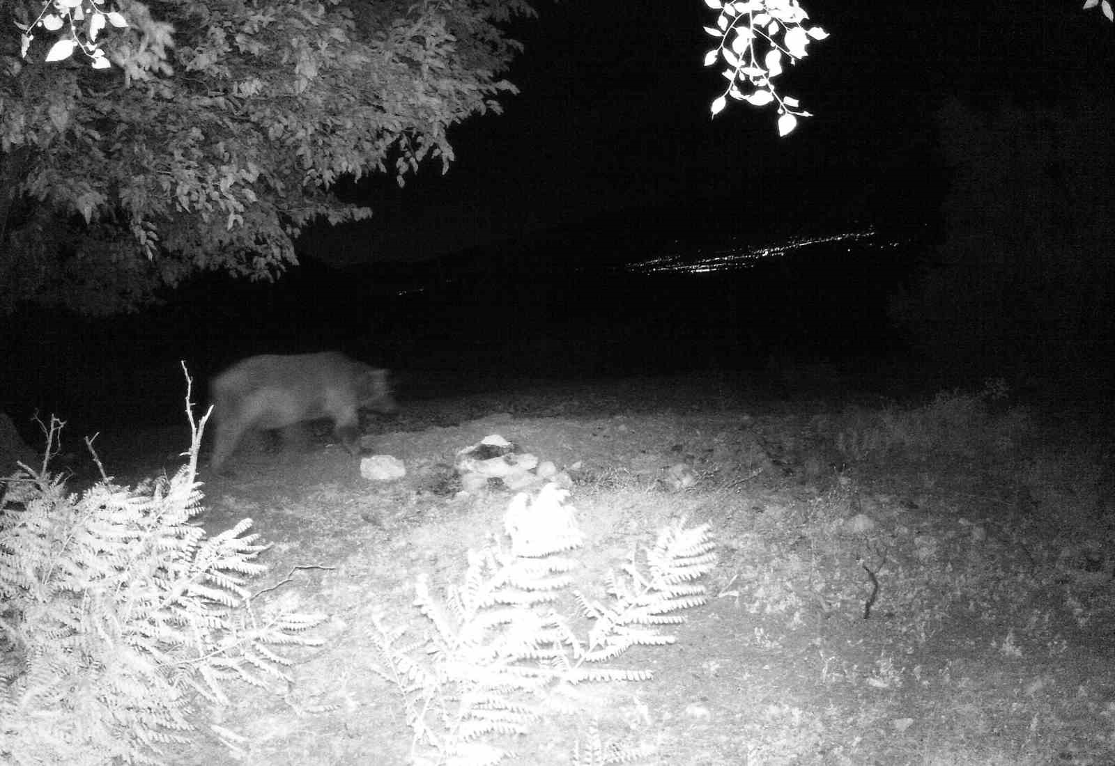 Mevsim normalleri değişti, ayılar hâlâ uyanık