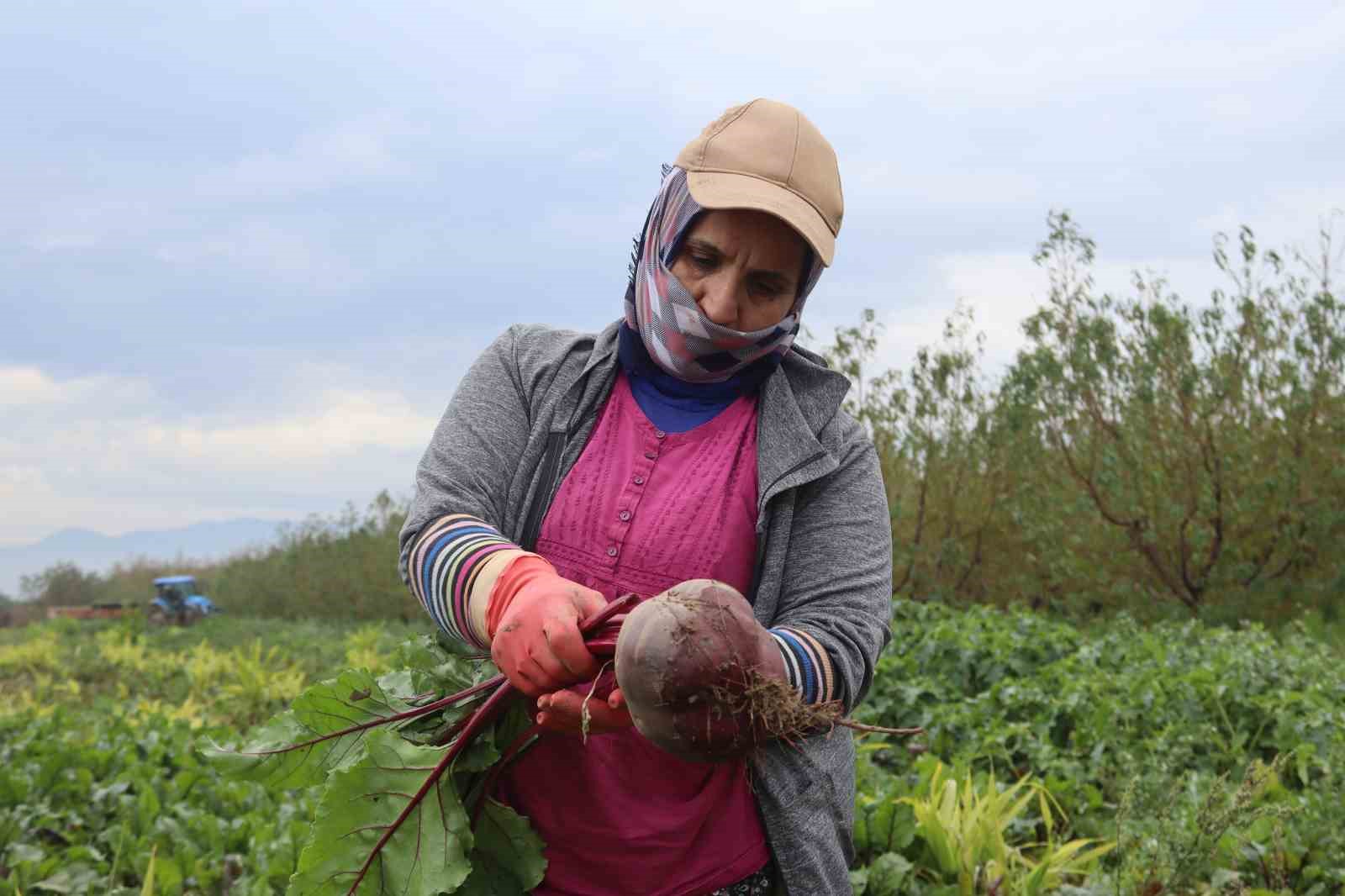 İzmir&rsquo;in bereketli topraklarında &lsquo;Kırmızı elmas&rsquo; mesaisi

