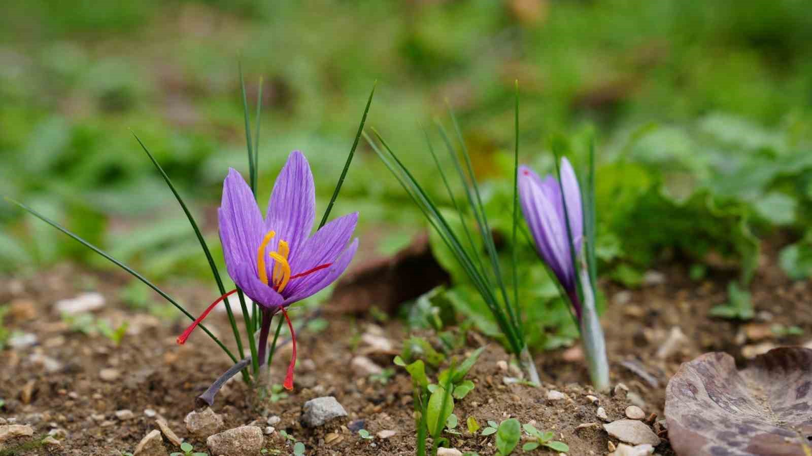 Safranın sürdürülebilirliği için KBÜ’den akademik destek
