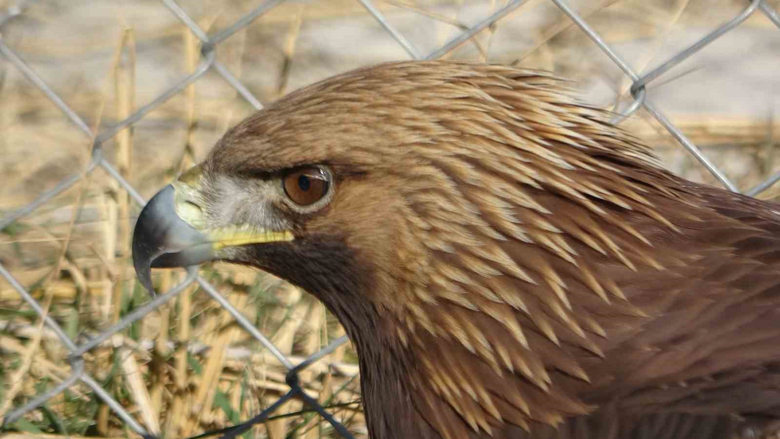 Van&rsquo;da tedavi edilen yırtıcı kuşlar doğal yaşam alanına salınıyor
