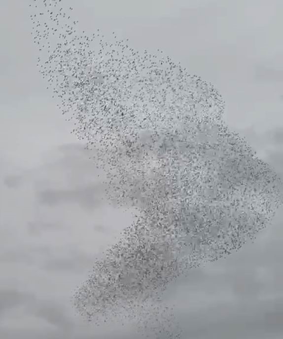 Karapınar&rsquo;da sığırcık kuşları g&ouml;rsel ş&ouml;len oluşturdu
