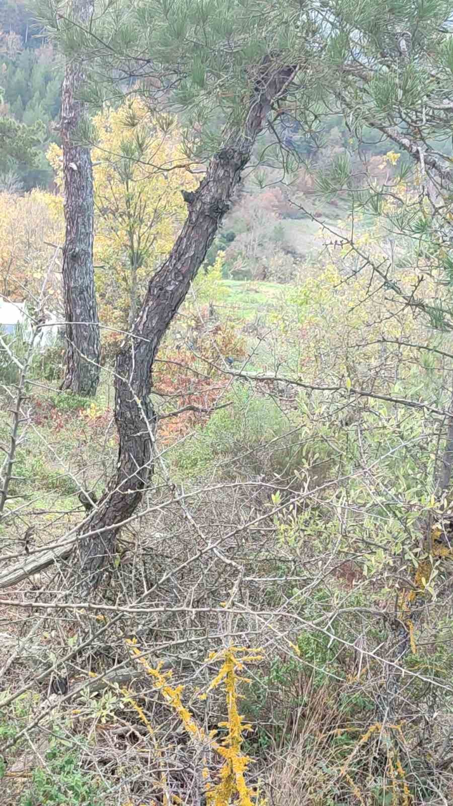 Çanakkale’de kaybolan Alzheimer hastası ölü bulundu