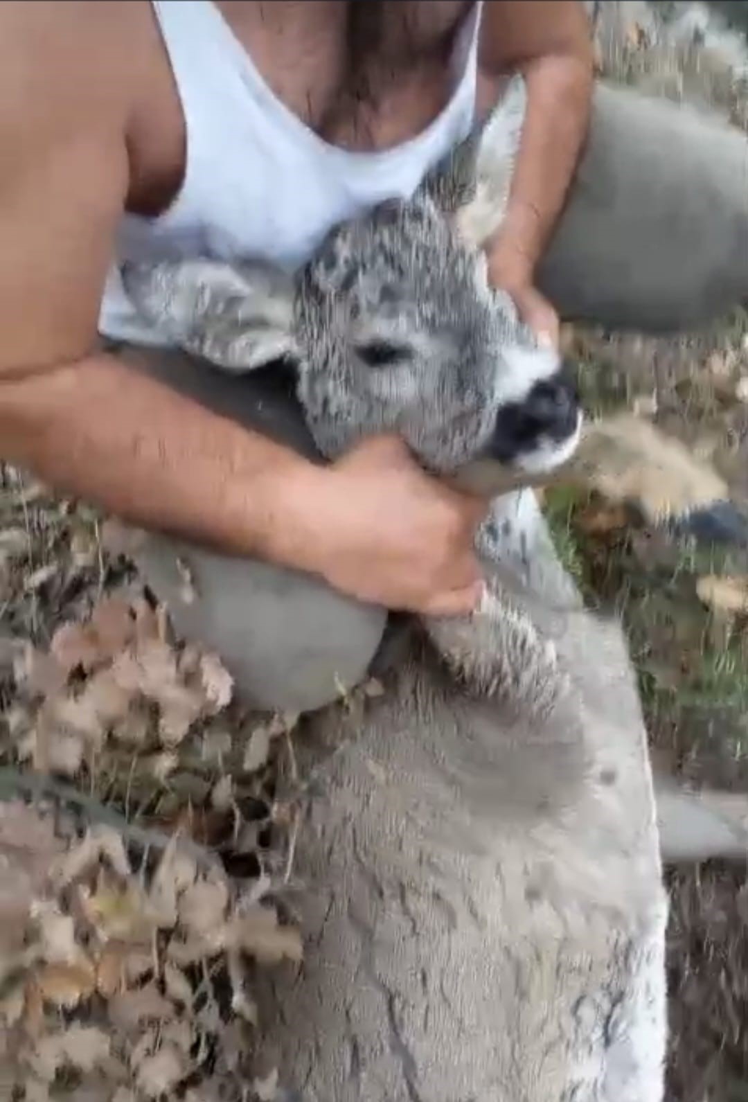 K&uuml;tahya&rsquo;da su kanalına d&uuml;şen karaca kurtarıldı
