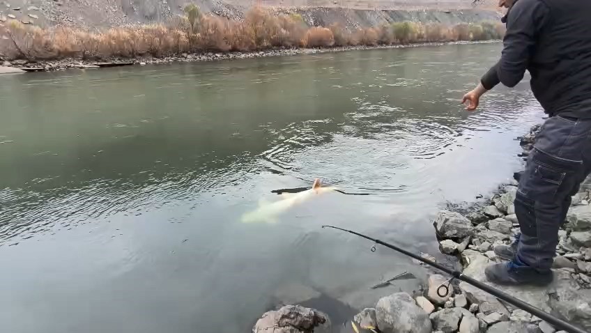 Elazığ’da 60 kiloluk turna balığı yakalandı
