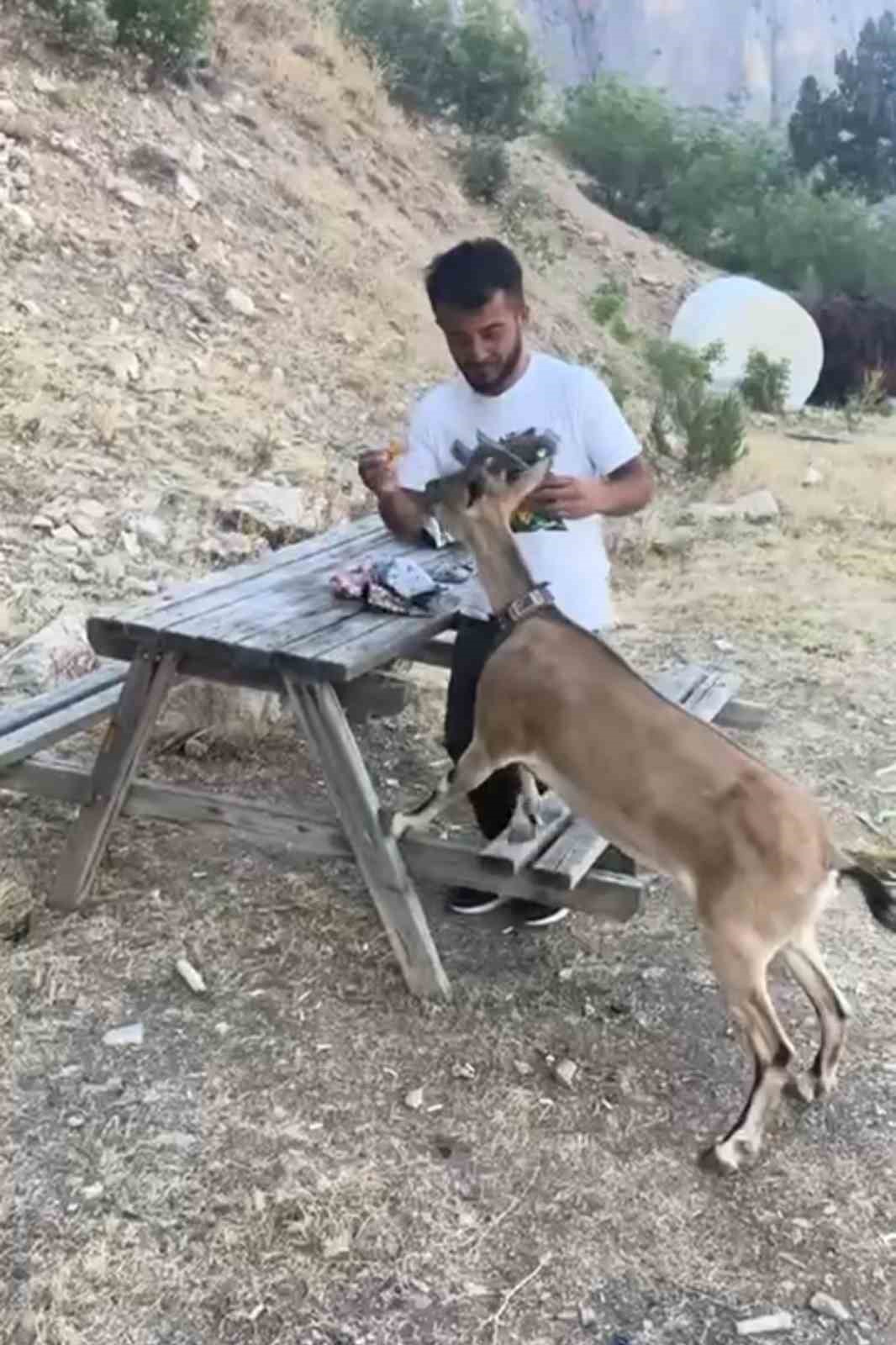 Dağ keçisini elleriyle besledi