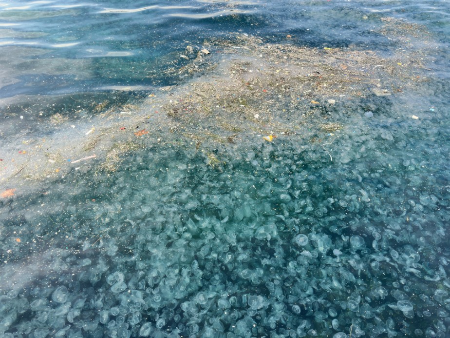 Üsküdar’da hayrete düşüren görüntü: Binlercesi kıyıya vurdu